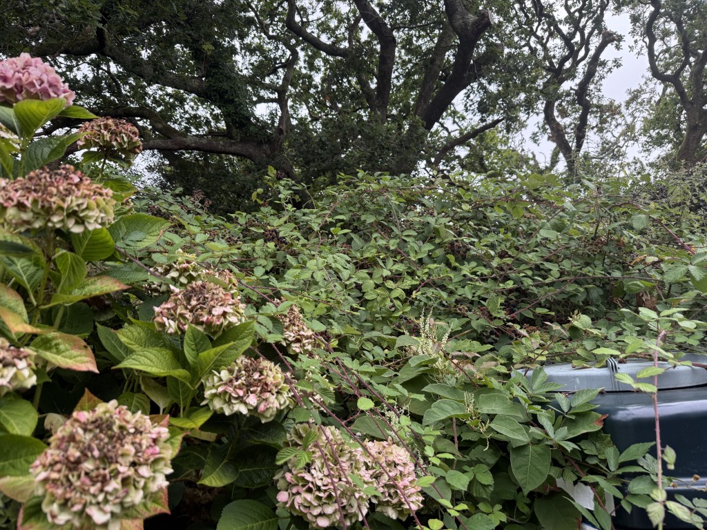 Lot: 182 - SEMI-DETACHED COTTAGE FOR UPDATING - Rear garden for formalisation